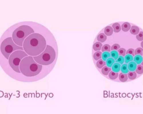 国内私立的供卵机构有哪些,人工授精后几天着床 人工授精后着床有什么反应